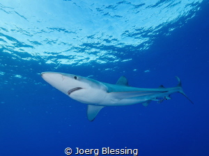 Blue shark off Faial, Azores. 100 nautical miles away fro... by Joerg Blessing 